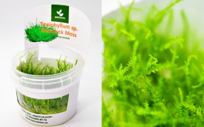 Мох Павлиний (меристемное растение), d 6,5 см